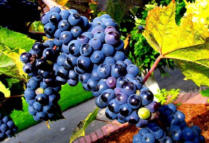 Πρόσωπο καθαριστικό με σταφύλι και αλόη σε συνθήκες